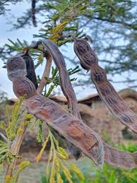 Image result for Acacia hockii