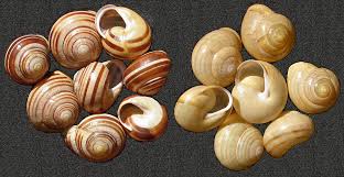 The two species from this genus, the common and widespread c. Non Marine Molluscs Of Britain And Ireland Helicidae