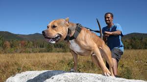 A place for really cute pictures and videos!. Rip Ace Super Pitbull Killed In Horror Attack Dog Dynasty