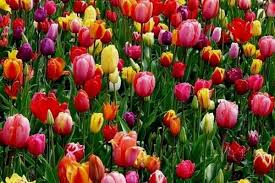 We did not find results for: How To Care For Bulbs After Flowering Urban Garden Gal