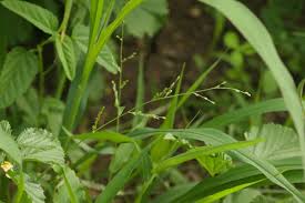 Image result for Urochloa comata