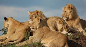 Carnivores don't deserve to be the best. List 20 Must See African Animals When On A Safari Safari Animals