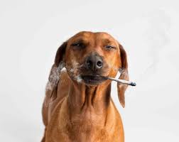 Vape cat, flemington, new jersey. Why Should You Stop Smoking Or Vaping Near Your Pets