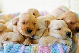 I have had all my goldens since they were babies :) to see what golden retrievers i have for sale refer to puppies available page. View Ad Golden Retriever Puppy For Sale Near Arizona Mesa Usa Adn 11534