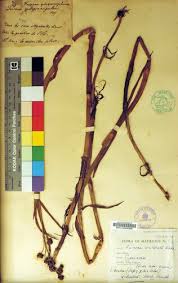 Image result for Fuirena abnormalis