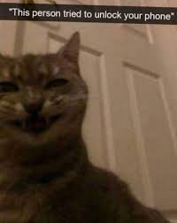 However, you will lose all your data if your use itunes. Pets Trying To Unlock Their Owners Phone And Fail Miserably I Can Has Cheezburger