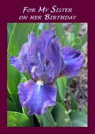 My Sister Birthday Iris Flower Card Ad Affiliate Birthday Sister Iris Card Iris Flowers Flower Cards My Sister Birthday