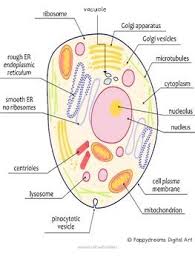 Grade 10 biology reviewpart a cell diagrams1.a) label the parts of the plant cellb) label the parts of the animal cellpart b matchingmatch the description in column a with a term in column b. 12 Cell Model Project Ideas In 2021 Cell Model Project Cell Model Cells Project