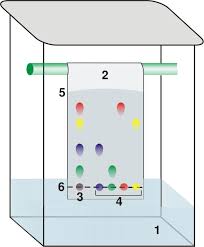 candy coffee filter chromatography