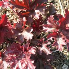 Coral Bells Melting Fire Friends School Plant Sale Schau dir unsere auswahl an forever red an, um die tollsten einzigartigen oder spezialgefertigten handgemachten stücke aus unseren shops für düfte zu finden. coral bells melting fire