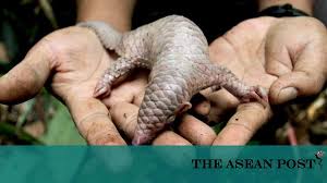 It is distinguished from other mammals by its imbricated brown scales which serve as protection. Philippine Pangolins In Trouble The Asean Post