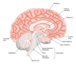 Comprises of the autonomic nervous system and the somatic nervous system. The Nervous System Ohsu