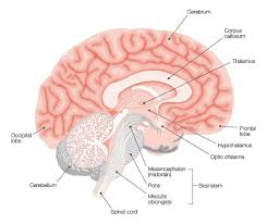 The nervous system, through the use of neurons , make human beings aware of their environment as well as their own bodily needs. The Nervous System Ohsu