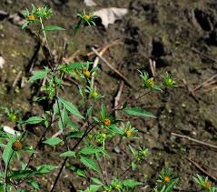 Image result for Bidens flagellata