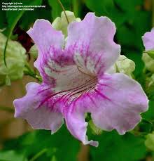 Image result for Indigofera ischnoclada