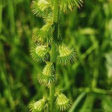 Image result for Agrimonia