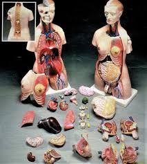 Enhance your anatomy lessons on the human torso. Male Female Torso Anatomical Model Budget