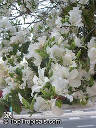 Maybe you would like to learn more about one of these? Bauhinia Variegata Alba Bauhinia Variegata Candida White Orchid Tree White Mountain Ebony Toptropicals Com