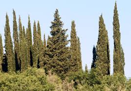 Image result for Cupressus sempervirens