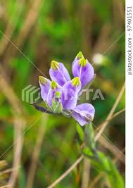 Image result for Burmannia