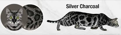 Check out the bengal cat names for your kitten based on its appearance and trait. Bengal Cat Colors And Patterns Visual Guide