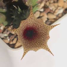 Image result for Huernia levyi