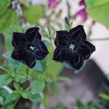 Image result for foto petúnie