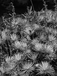 Image result for Kyllinga robinsoniana