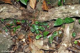 Image result for Geophila repens