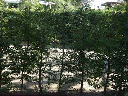 Wann sollte ich hainbuchen zurückschneiden? Baumschule Eggert Blutenstraucher Baumschulen Heckenpflanzen Hainbuchen Carpinus Betulus Heckenpflanzen Kaufen In Der Baumschule Eggert