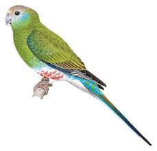 The avifauna of asia includes a total of 4,554 species. Illustrations Golden Shouldered Parrot Psephotus Chrysopterygius Birds Of The World