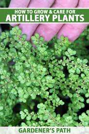 Image result for Pilea microphylla