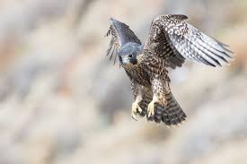 شاهين او الصقر الجوال اسرع طيور العالم كل ماتود معرفته عنه طيور العرب Peregrine Falcon Animals Unusual Animals