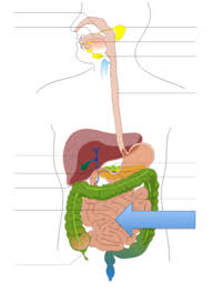 Digestive Urinary Systems Test A Proprofs Quiz