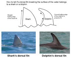 Difference Between Shark And Dolphin Fins Dolphin Fin Shark Dolphins