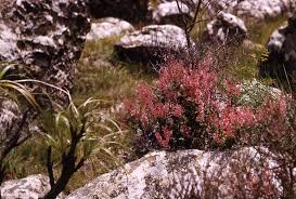 Image result for Plectranthus chimanimanensis