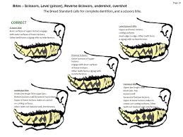 Diagram Of A Canine Tooth Canine Teeth Diagram Related
