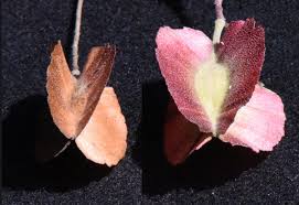 Image result for Combretum collinum