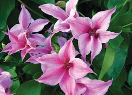 Check out our clematis selection for the very best in unique or custom, handmade pieces from our plants shops. Clematis Texensis Duchess Of Albany Buy Online At Annie S Annuals