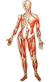You already know that a large number of bones exists but how many bones are in the human body exactly? Dk Human Body Muscle