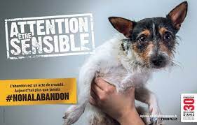 The fondation 30 millions d'amis. Abandons La Fondation 30 Millions D Amis Repart En Campagne Actualite Chien Santevet