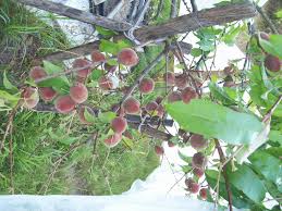 Distinctive, tart flavor when fully ripe. Propagating Blood Cling Peaches Propagation Forum At Permies