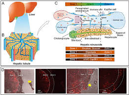 Liver structure liver function human liver structure liver anatomy diagram of liver… learn about its function, parts, location on the body, and conditions that affect the liver, as well as tests and treatments for liver conditions. Cellular Composition And Anatomical Microstructure Of The Liver A Download Scientific Diagram