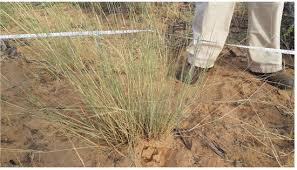 Image result for Schmidtia pappophoroides