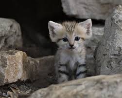 Rare Sand Cat Kittens Born In Israel Cute Endangered Animals Small Wild Cats Rare Animals