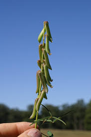 Image result for Crotalaria lanceolata