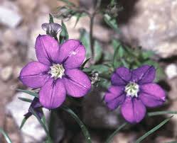 Your favorite blooms — from roses and peonies to lilies and daisies — send specific red roses aren't the only flower with a romantic meaning, so you don't have to totally splurge to show your dedication. Legousia Wikipedia