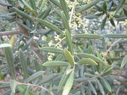 Swan hill olive tree arizona. Olea Swan Hill Olive 12 Pot Hello Hello Plants Garden Supplies