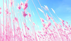 Best pink wallpaper, desktop background for any computer, laptop, tablet and phone. Pink Desktop Wallpaper Hd Wallpapers Collection Pink Wallpaper Hd For Laptop 1472x846 Wallpaper Teahub Io