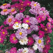 Some perennials are evergreen, and will be attractive throughout the year. Perennial Flower Seeds Swallowtail Garden Seeds